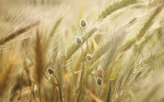 Close-up of wheat or barley seed heads in sunlight