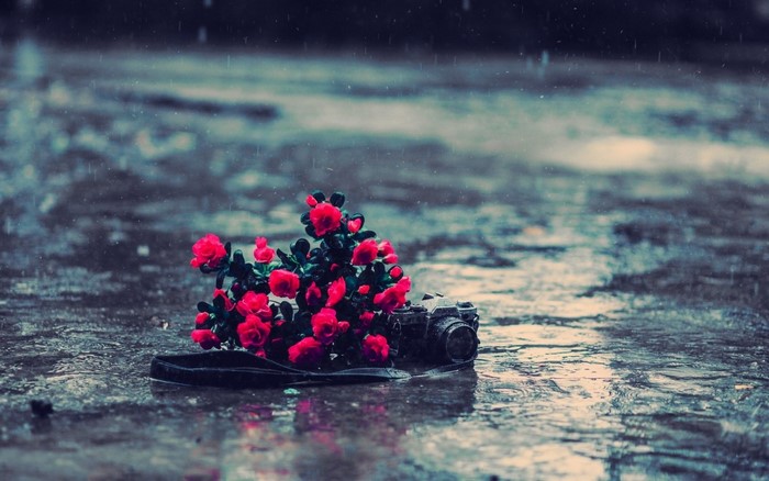 Red flowers and camera on wet ground in rain