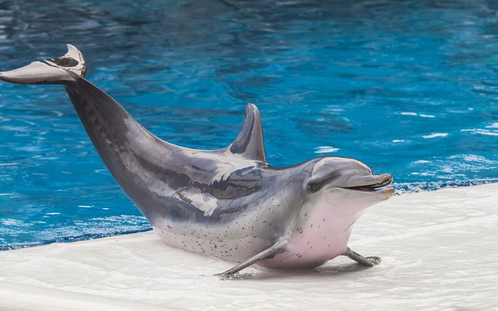 Playful Bottlenose Dolphin Near Poolside