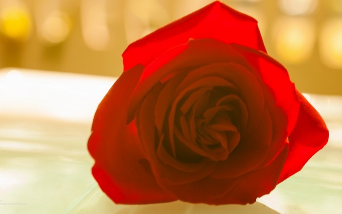Close up of a red rose with soft yellow background