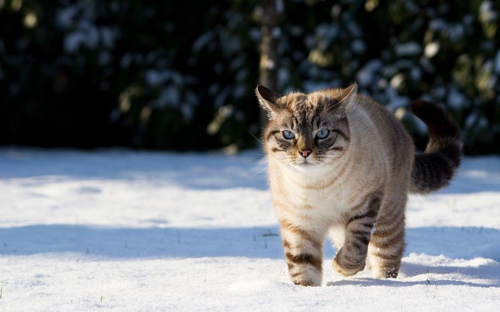 A tabby cat with blue eyes walks in the snow