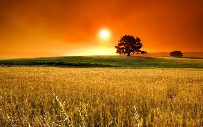 Wheat field at sunset with a lone tree