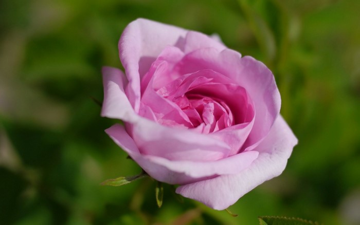 Close-up of a pink rose in bloom