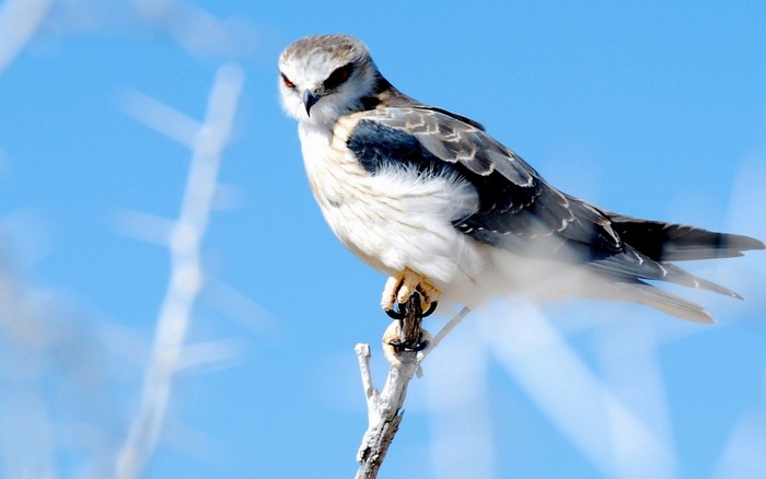 Black-shouldered kite perched on a branch against blue sky
