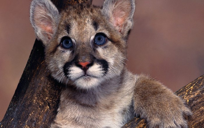 Baby cougar with blue eyes on a tree branch