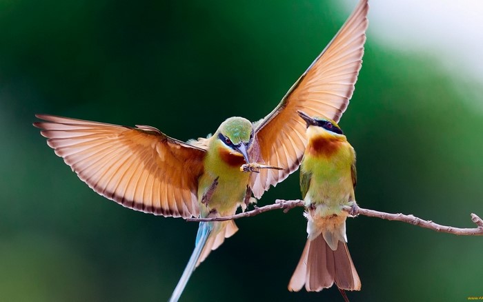 Colorful Bee Eaters on Branch with Wings Spread