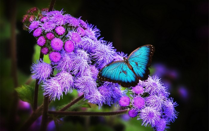 Blue butterfly on purple flowers