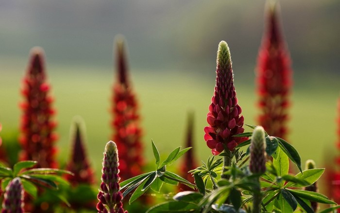 Red lupine flowers in a field with shallow depth of field