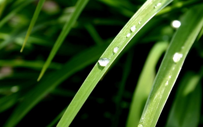 Close-up of grass with water drops
