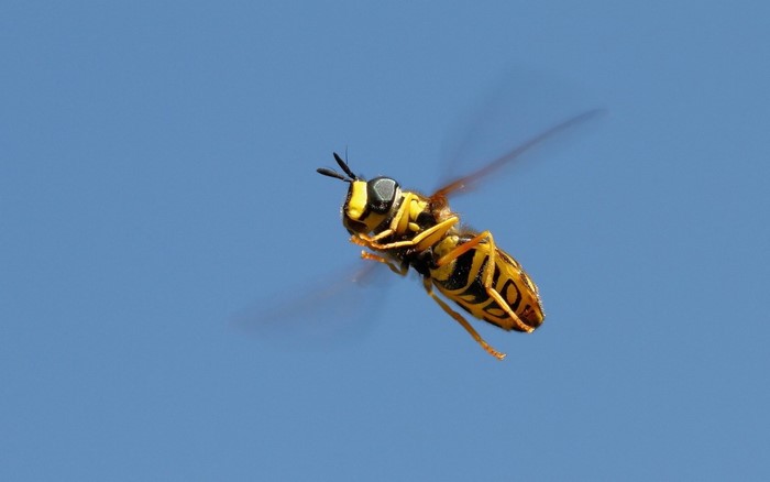 Close-up of Yellow and Black Hoverfly in Flight