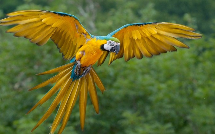 Blue-and-yellow macaw in flight