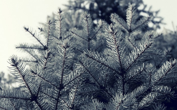 Close-up of evergreen tree branches in monochrome