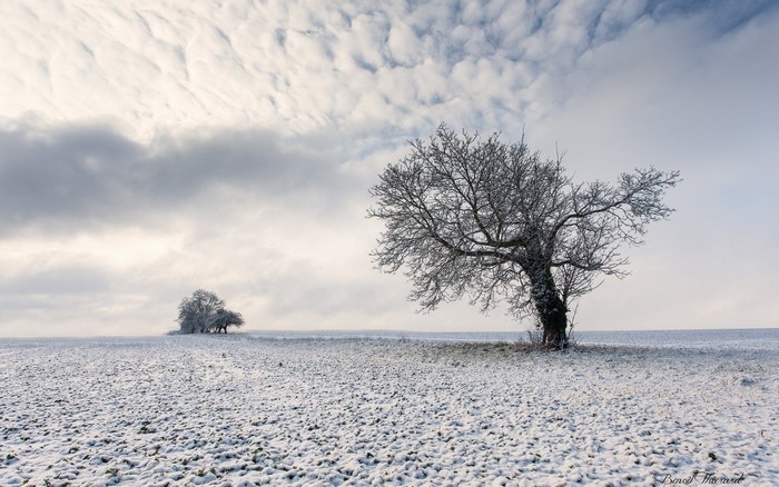 Snowy landscape with trees under a cloudy sky