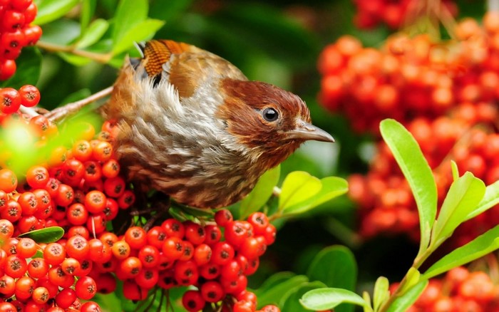 Bird perched on a branch with red berries