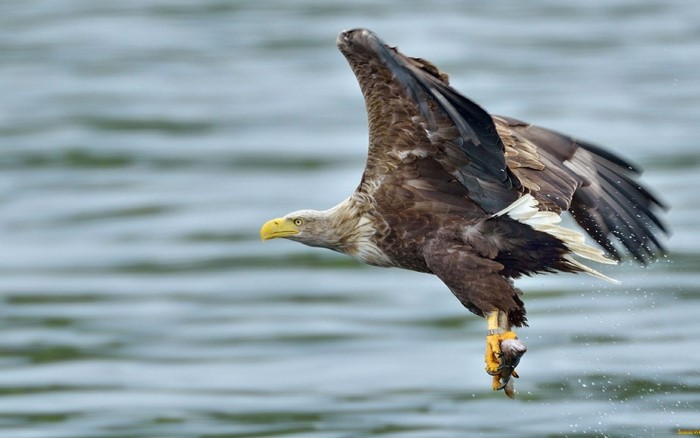 Bald Eagle Flying Over Water Holding Fish