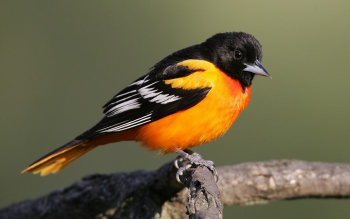 Bright Orange and Black Perching Bird on Branch