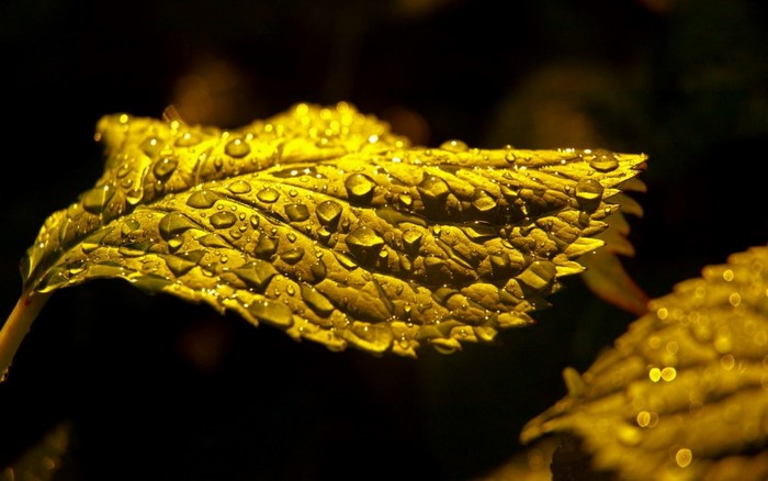 Close-up of a yellow leaf with water drops
