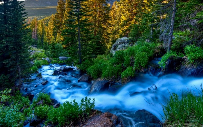 A forest stream flows through a wooded area with sunlight filtering through the trees.
