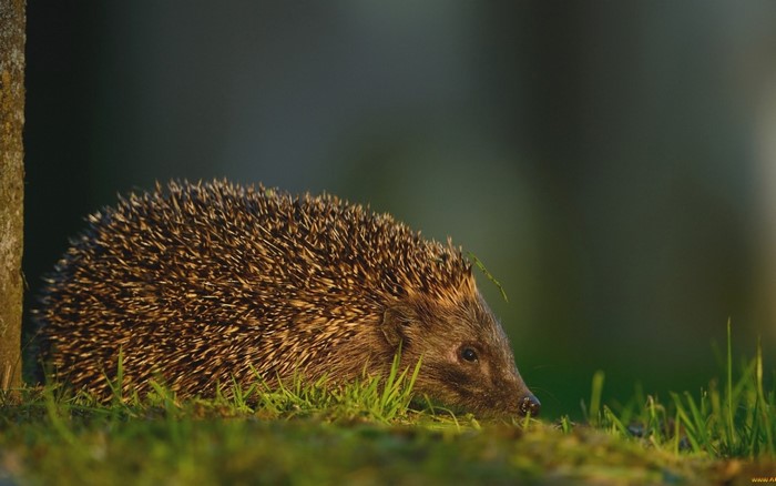 Hedgehog in grass near a tree trunk