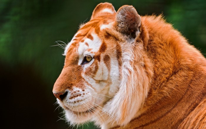 Close up of a golden tiger's face