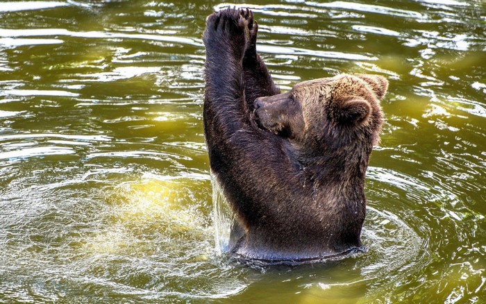 Brown bear standing in water with paws raised