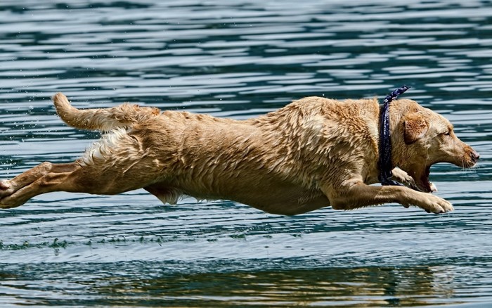 Golden Retriever dog jumping into water