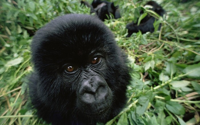 Close-up of a young gorilla in lush green foliage