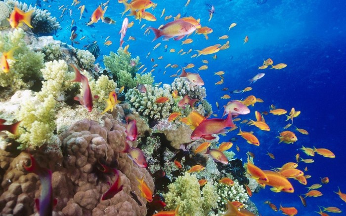 sea, water, nature, fish, underwater, coral, coral reef, aquarium ...