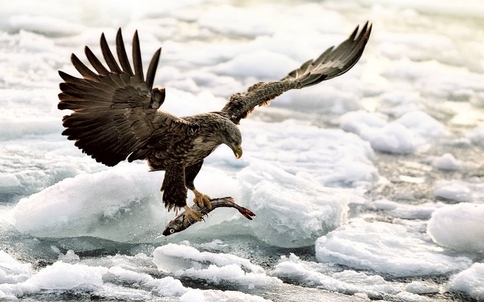 Eagle carrying a fish over ice