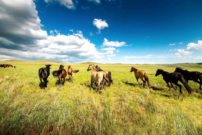 Herd of horses running across a grassy plain under a blue sky
