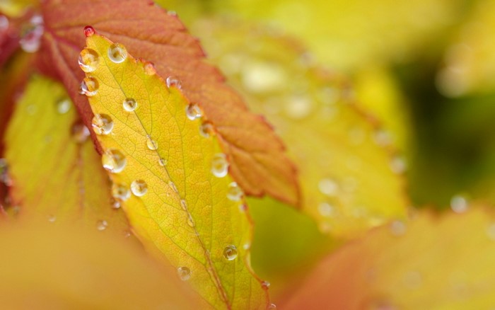Close-up of yellow and red leaves with water droplets