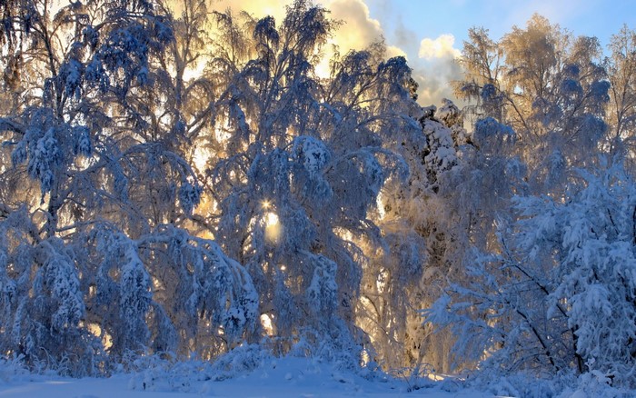 Sunlight filtering through snow-covered trees in a winter forest