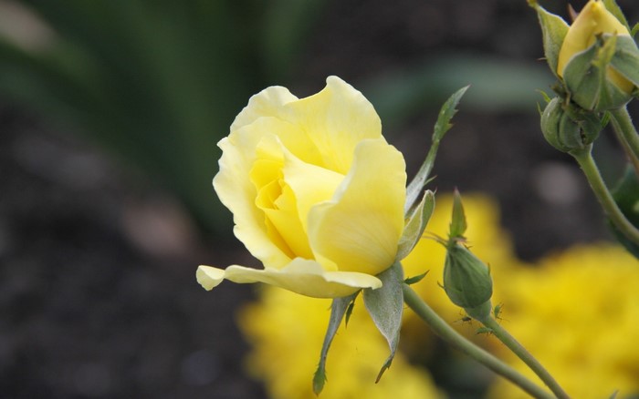 Yellow rose bud and flower with aphids