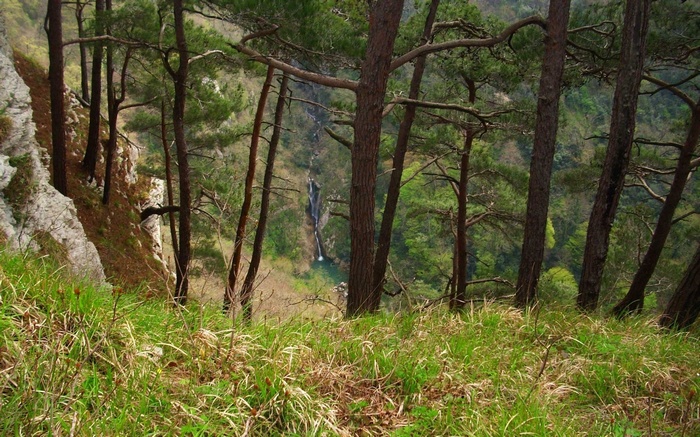 Waterfall in a forest with pine trees and grass