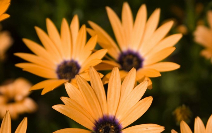 Orange daisies with purple centers in sunlight