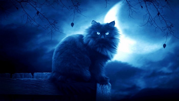 Black cat sitting on a wooden fence under the moon