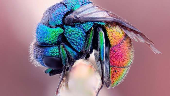 Macro photography of a colorful cuckoo wasp