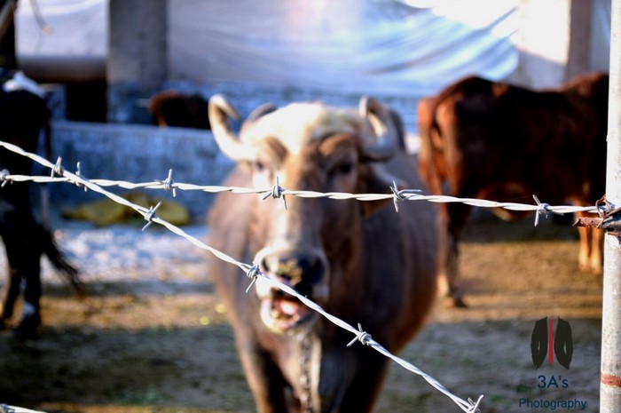 Cow behind barbed wire fence