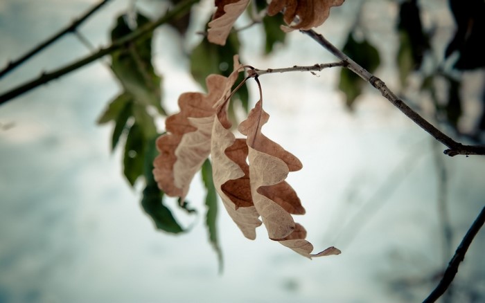 Dry oak leaves on a branch in winter