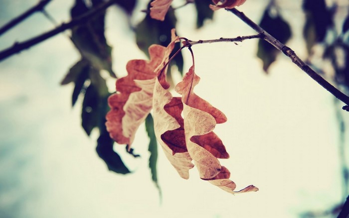 Close up of dry oak leaves on a branch