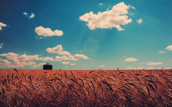 Wheat field with silo under a cloudy sky