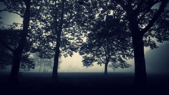 Misty forest with silhouetted trees at dawn