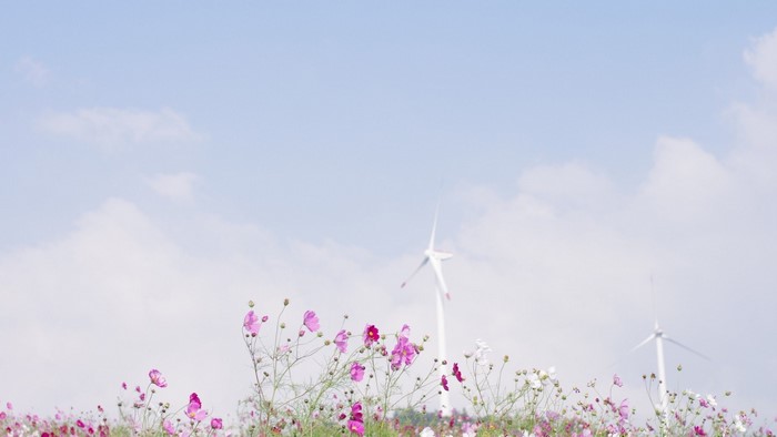 Field of pink cosmos flowers with wind turbines under a cloudy sky