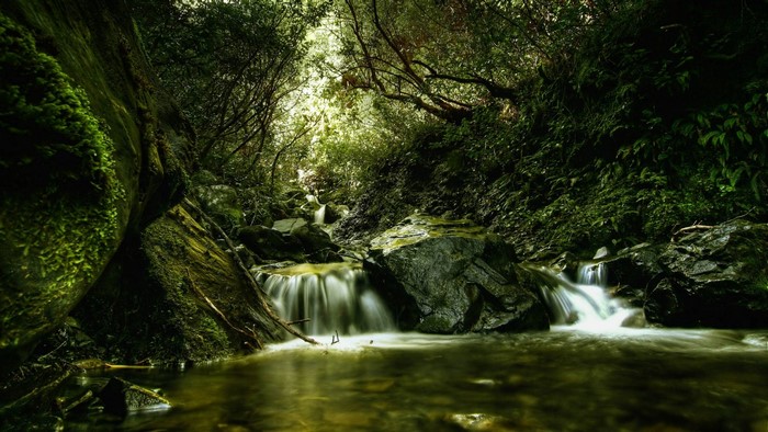 Waterfall flowing through a mossy forest
