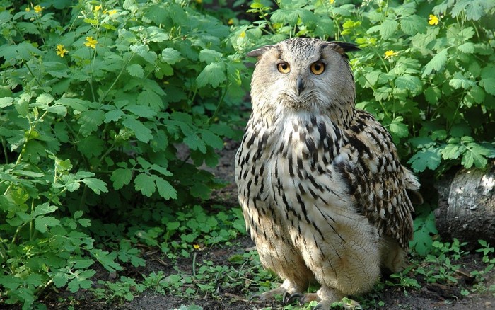 Eurasian Eagle-Owl perched in green foliage