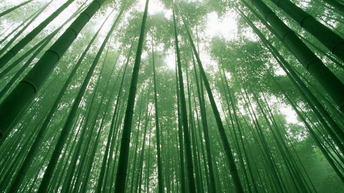 Looking up through a dense bamboo forest