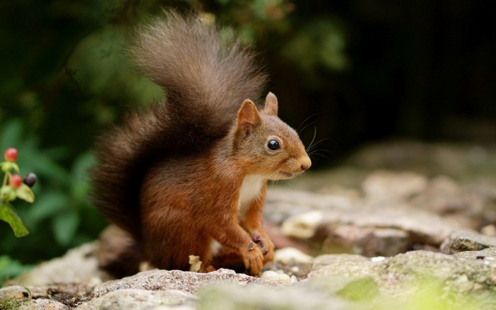 Red squirrel sitting on rocks with green foliage background