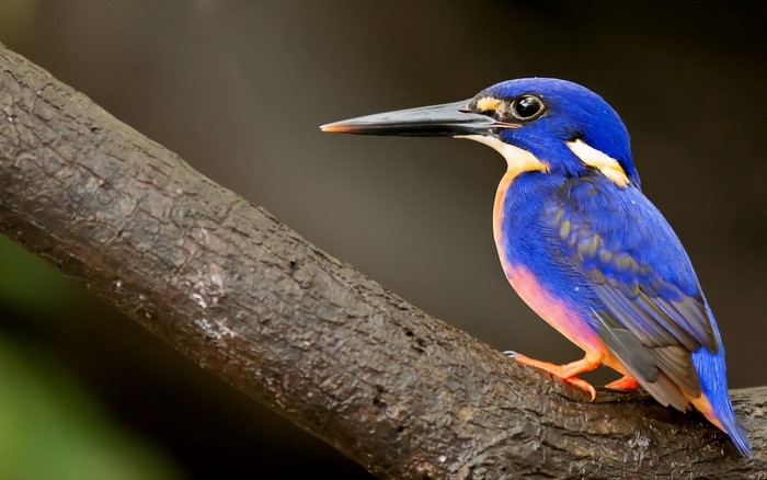 Azure kingfisher perched on a wet branch