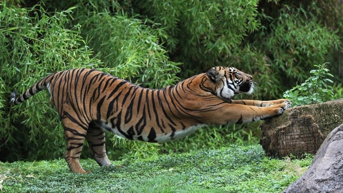 Tiger Stretching in Jungle Habitat