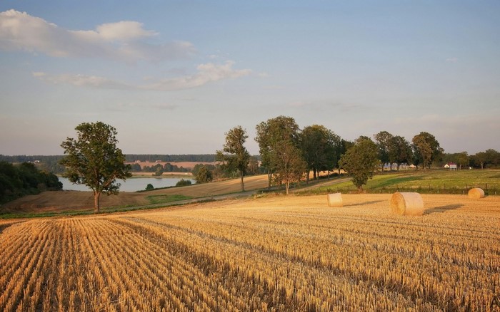 Rural landscape with harvested wheat field and hay bales